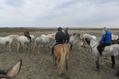 camargue-cacharel