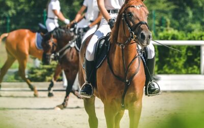 Course d’équitation pour débutant à Lançon : découvrez une nouvelle discipline chez Les Écuries du Bosquet