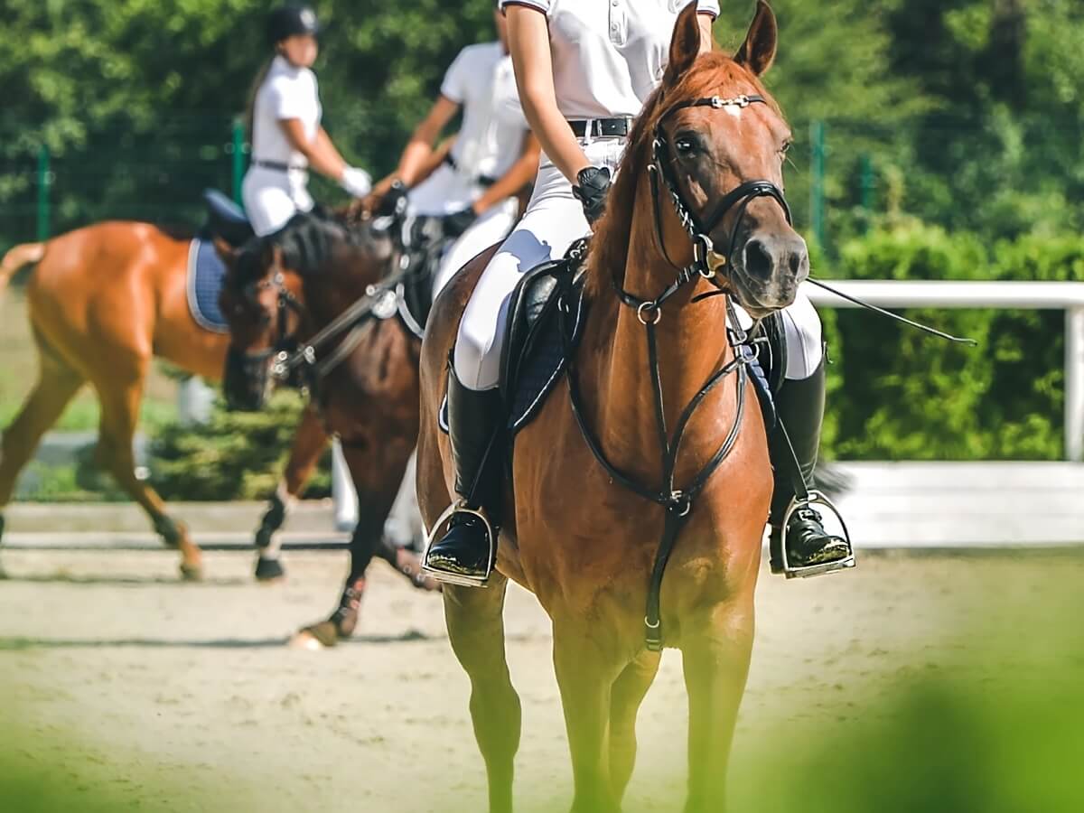 Course d'équitation pour débutant à Lançon