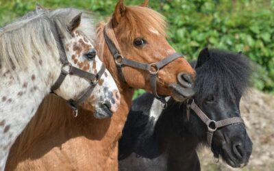 Découvrez la course de poneys à Lançon chez Les Écuries du Bosquet