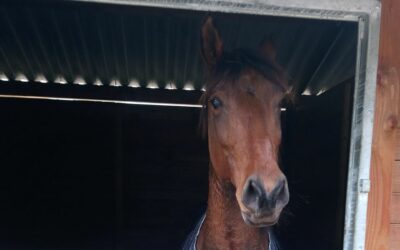 Pension équestre près d’Aix-en-Provence : un hébergement sécurisé pour votre cheval