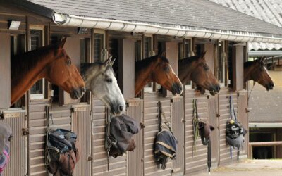 Pension équestre en box à Lançon : une solution idéale pour le bien-être de votre cheval